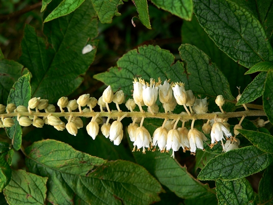 {Clethra acuminata}